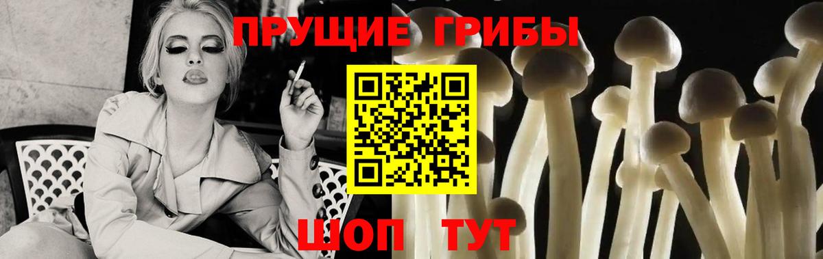 Псилоцибиновые грибы Psilocybe Кохма